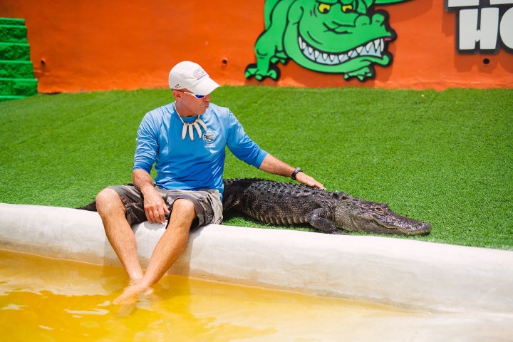 Man sitting by pool petting alligator on artificial grass.