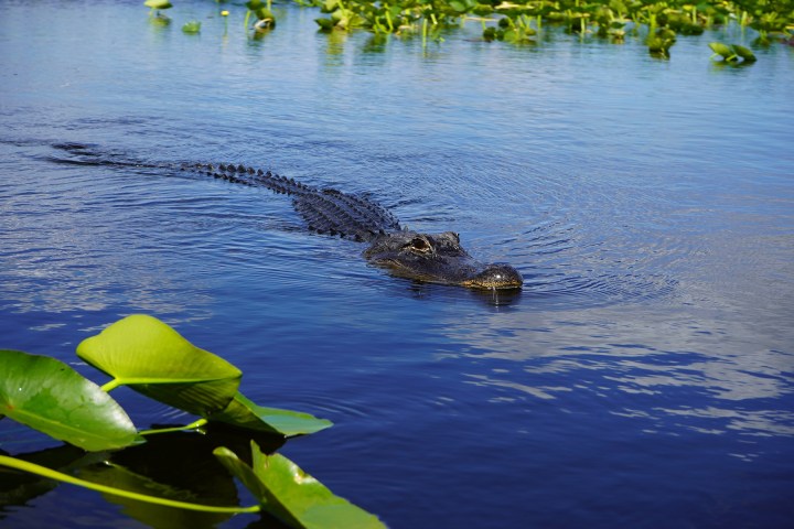 Alligator swimming in a calm lake with surrounding green lily pads.