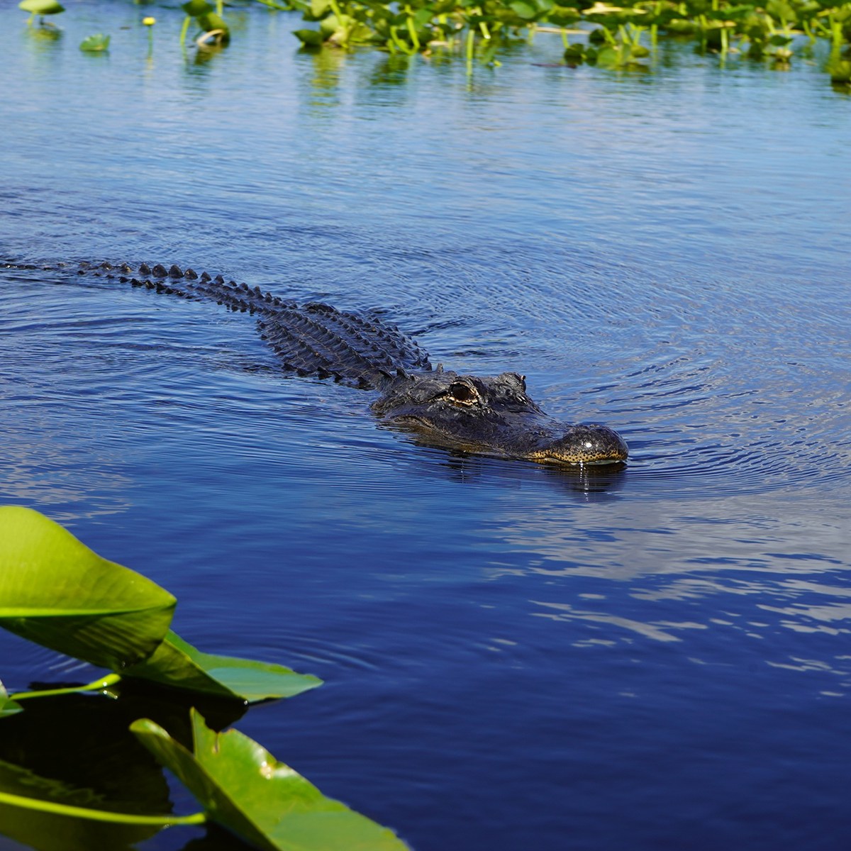 Alligator swimming in a calm lake with surrounding green lily pads.