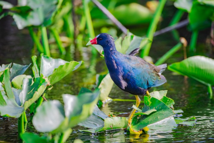 Colorful bird with red beak walking on green water plants.