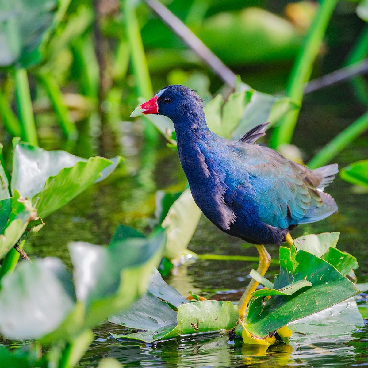 Colorful bird with red beak walking on green water plants.
