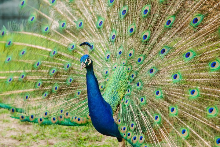 Peacock displaying its vibrant, colorful tail feathers in full fan.