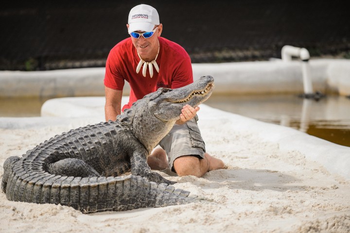 Man in red shirt kneeling beside large alligator on sandy surface.