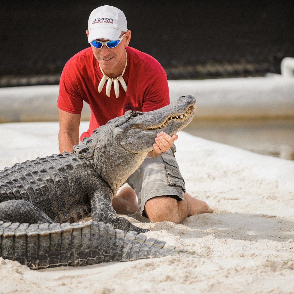 Man in red shirt kneeling beside large alligator on sandy surface.