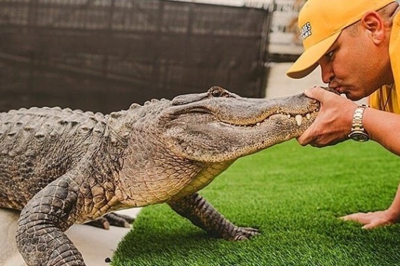 Man wearing yellow hat kissing an alligator on artificial grass.