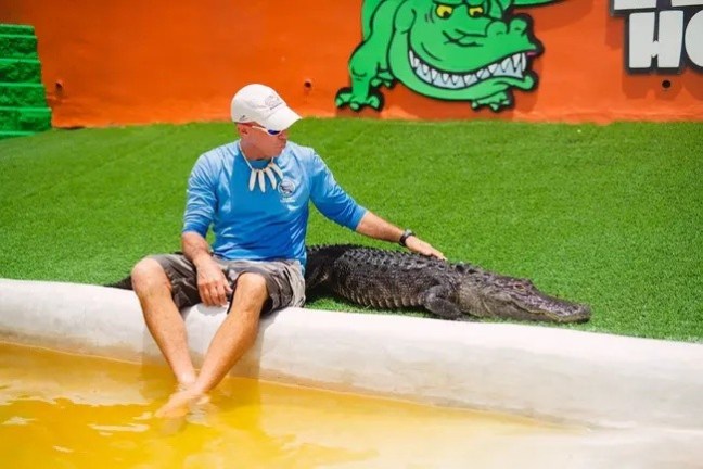 Man sitting beside an alligator on artificial grass with painted wall background.