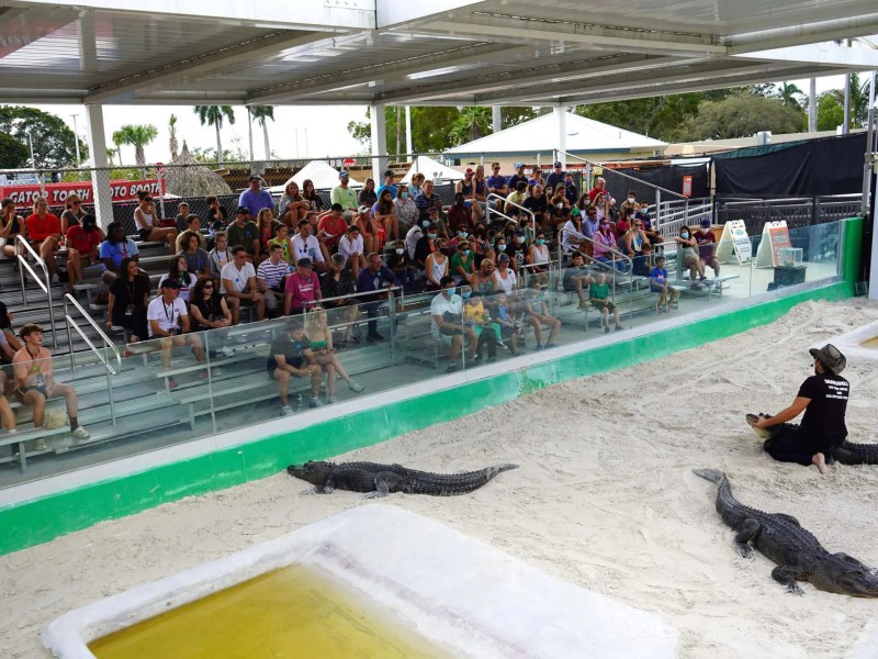 Audience watches three alligators and a trainer in a sand arena.