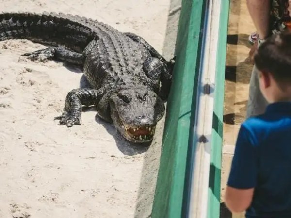 Large alligator lies near people behind a railing on sandy ground.