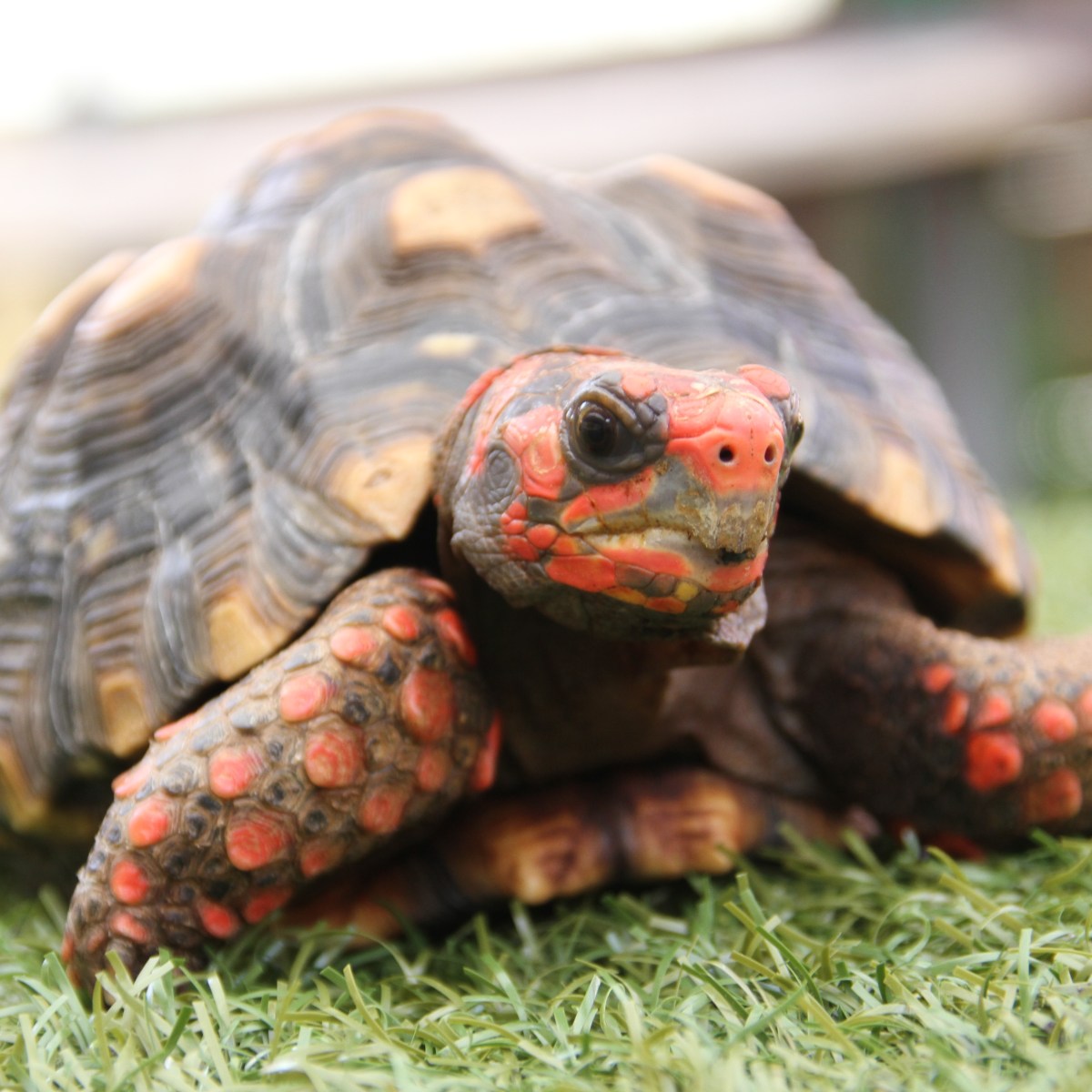 Red-footed tortoise on grass, facing forward.