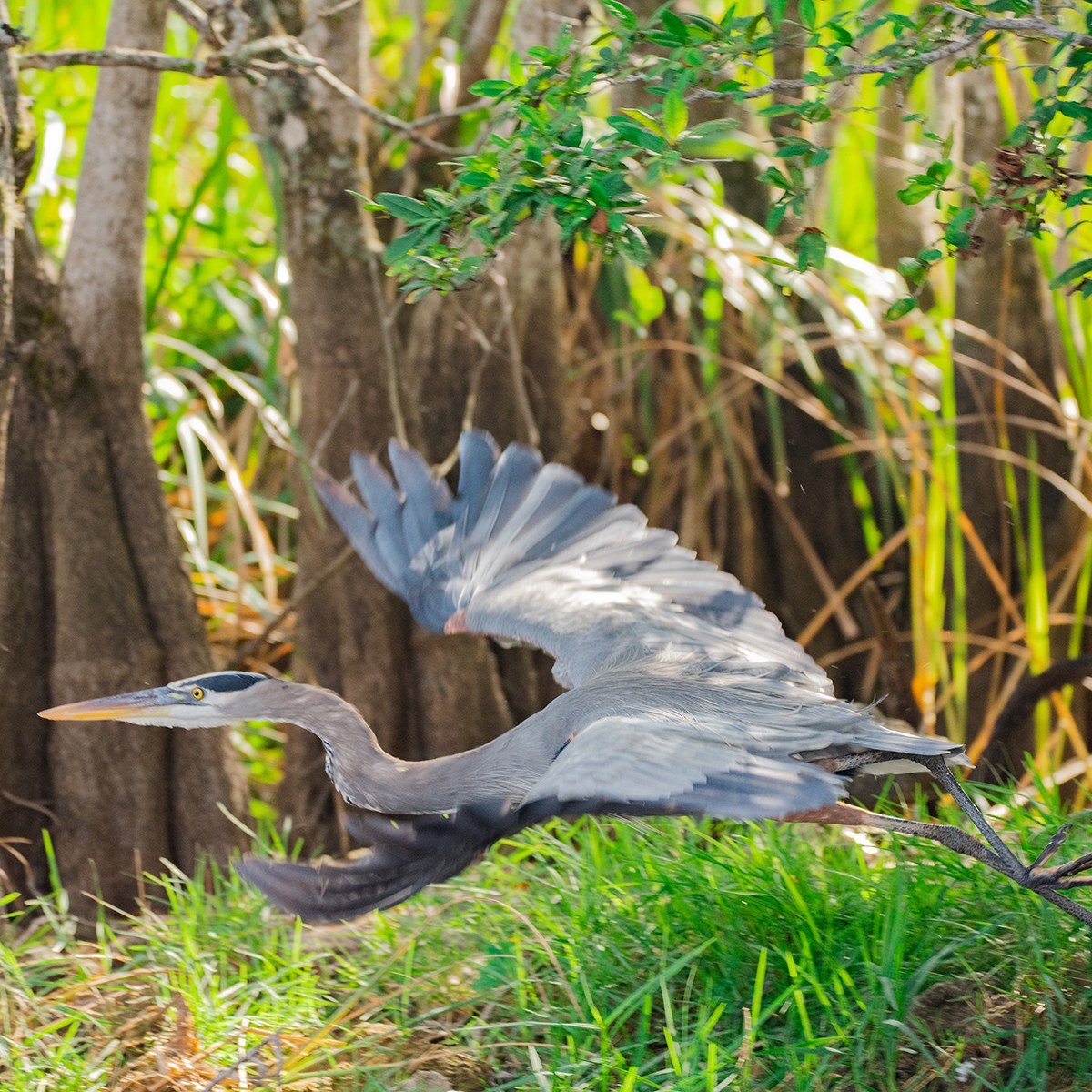 Heron flying near trees in a lush, green area.
