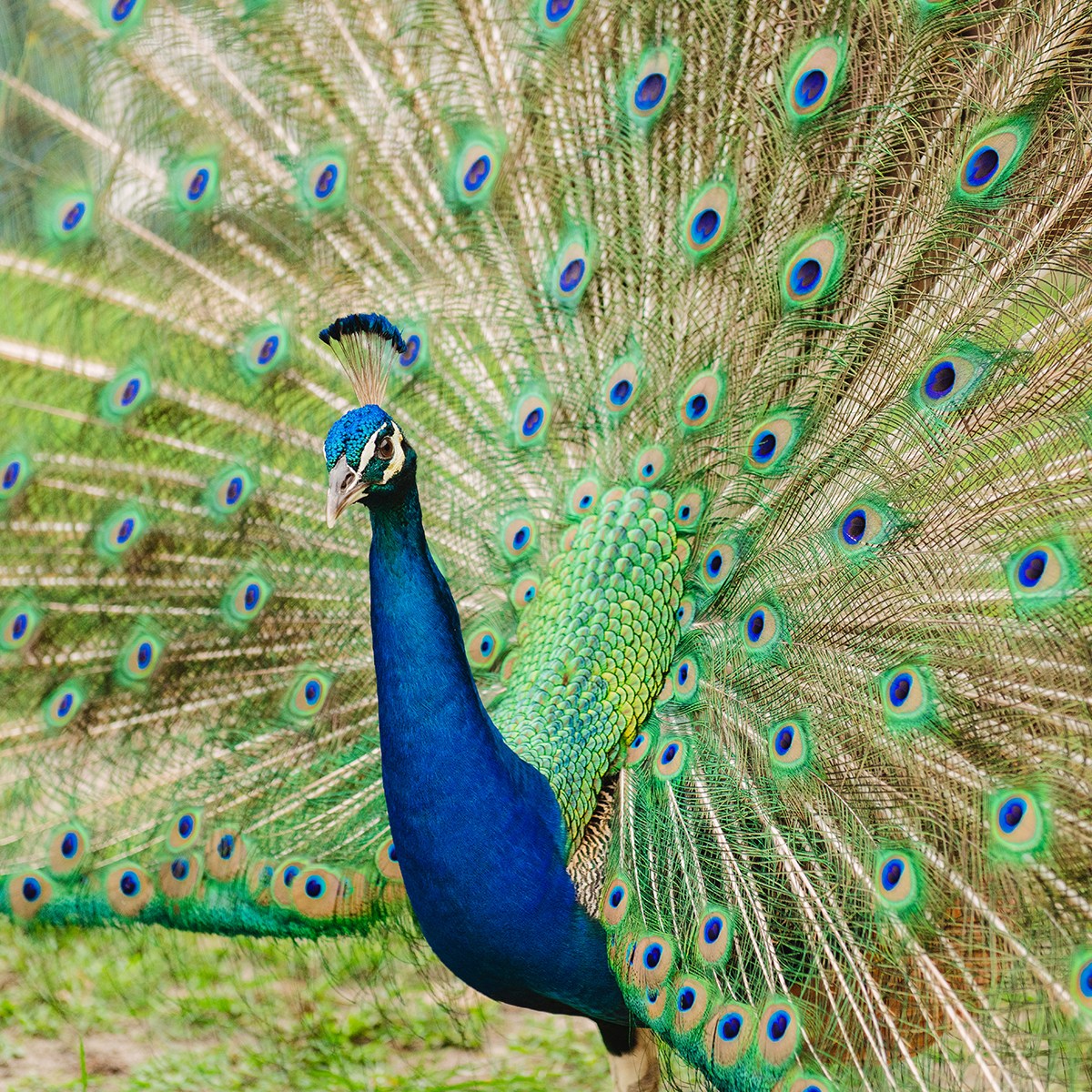 Peacock displaying its vibrant tail feathers outdoors.