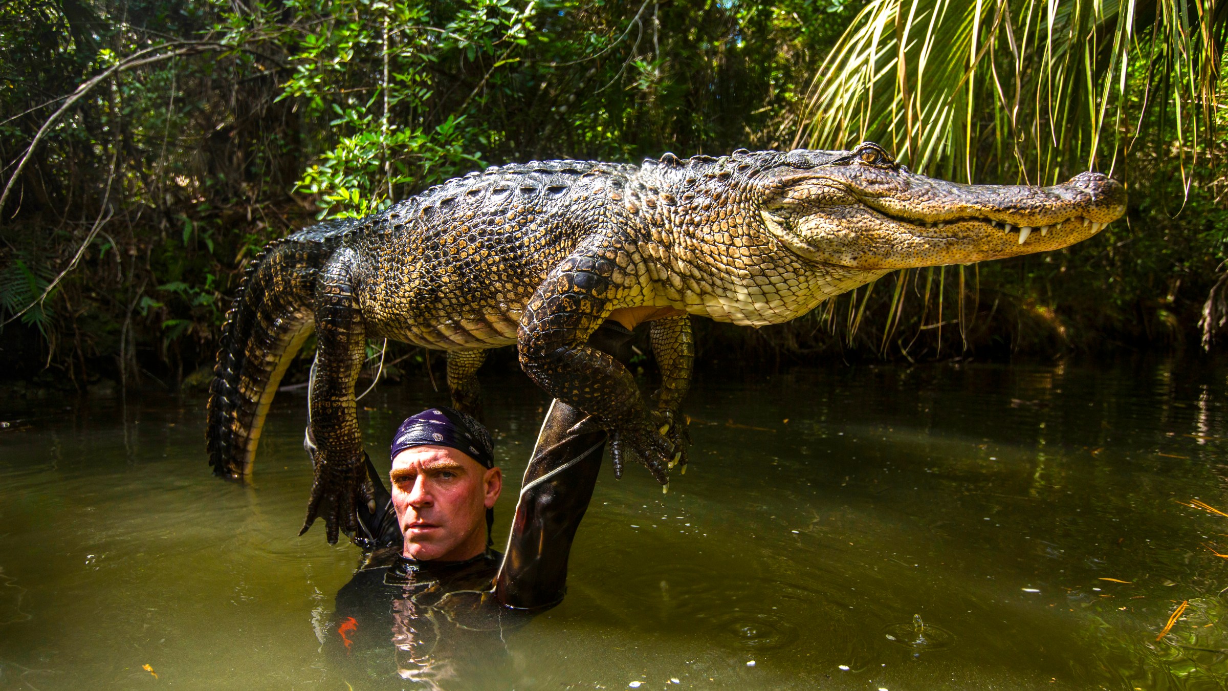 Person holds an alligator above their head in a swampy area with lush vegetation.