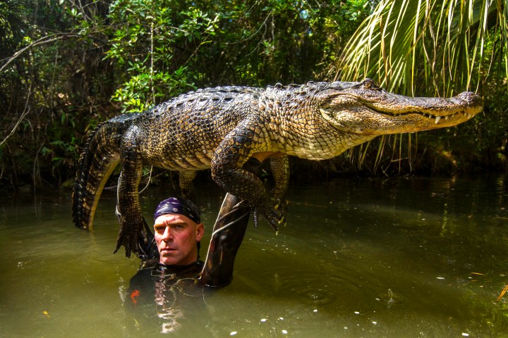 Person holds an alligator above their head in a swampy area with lush vegetation.